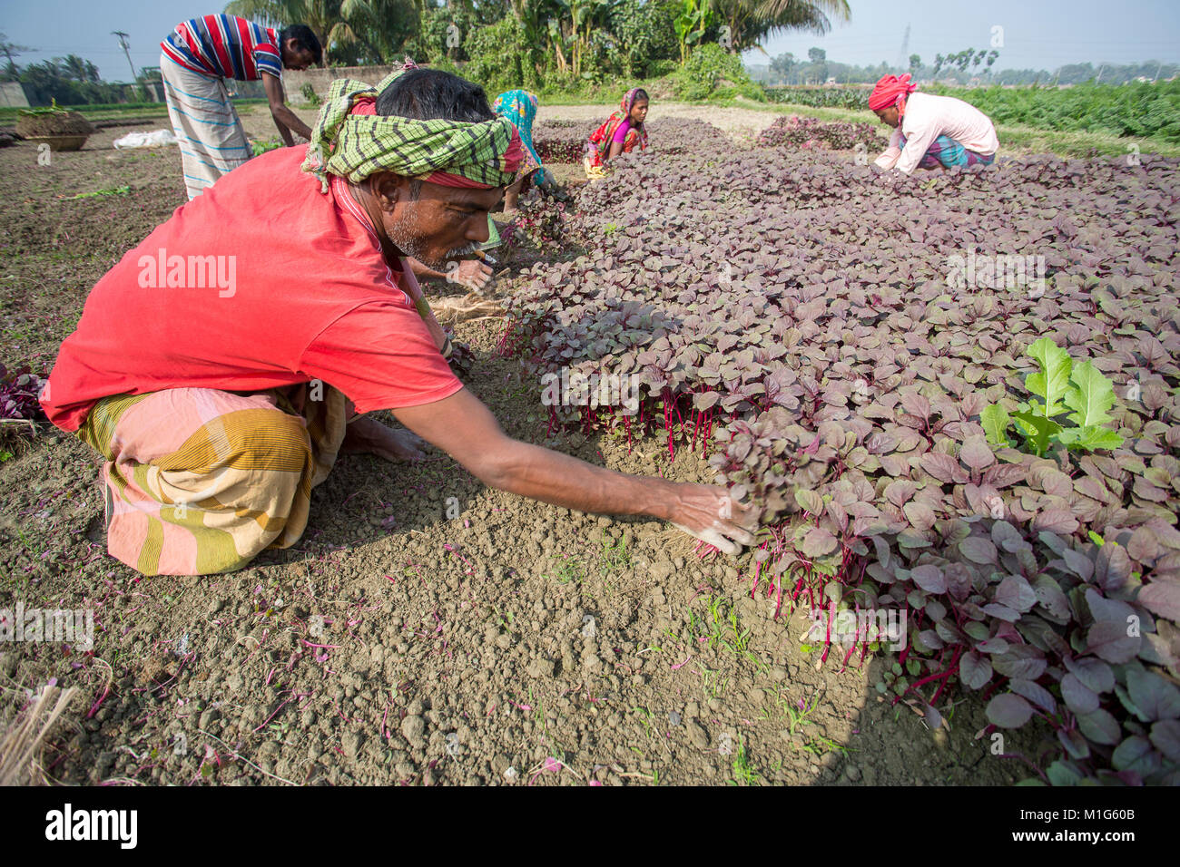 A field labor is collecting Lal Shak (Red amaranth) at Savar, Bangladesh. Stock Photo