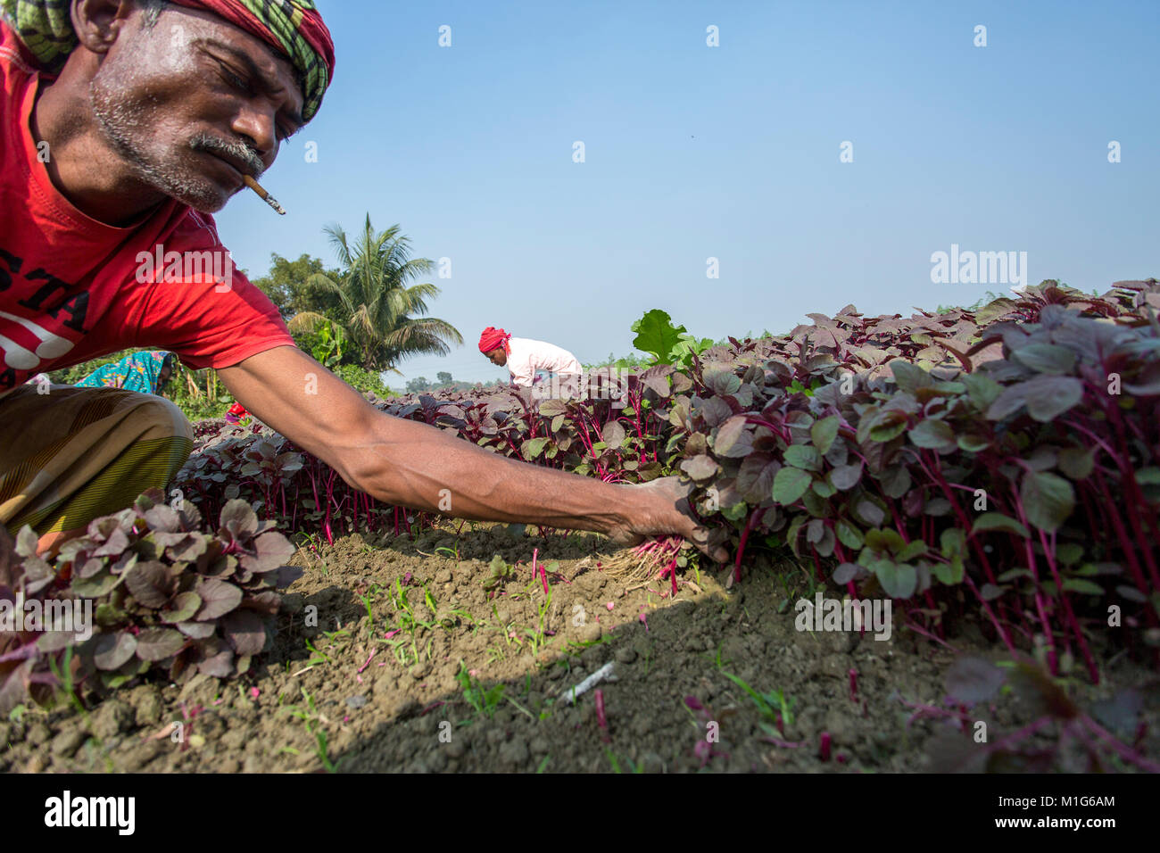 A bunch of Lal Shak (Red amaranth) at Savar, Bangladesh. Stock Photo