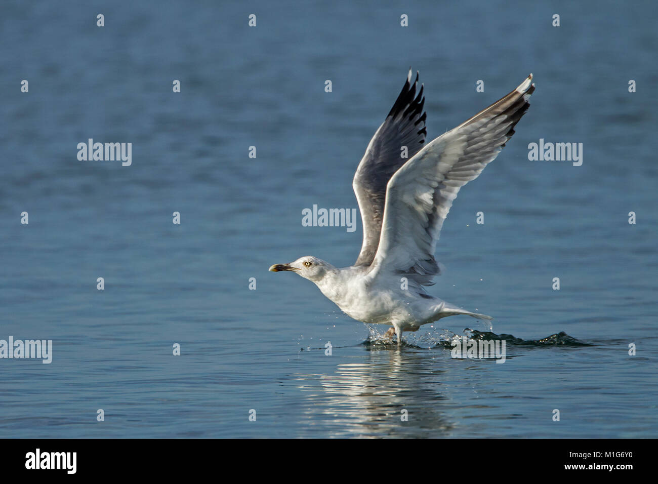 Yellow legged Gull 2nd winter Larus michahellis Stock Photo