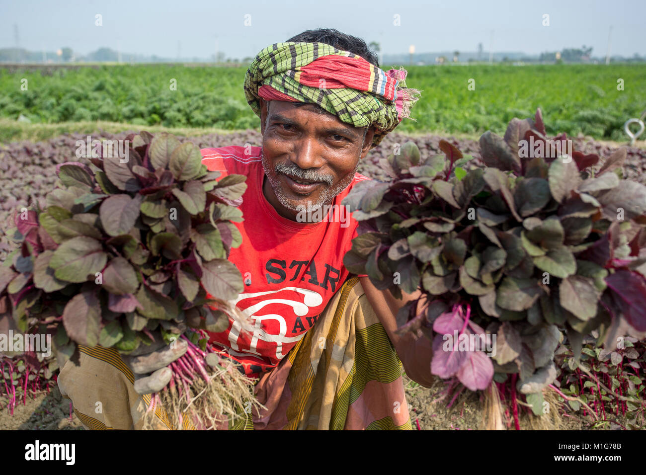 A labor holding two bundle of Lal Shak (Red amaranth) at Savar, Bangladesh. Stock Photo