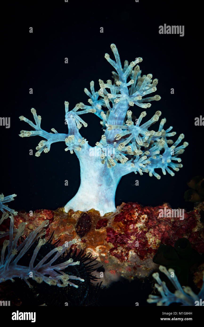 Corals on the Monkey Beach dive site, Puerto Galera, Philippines Stock Photo