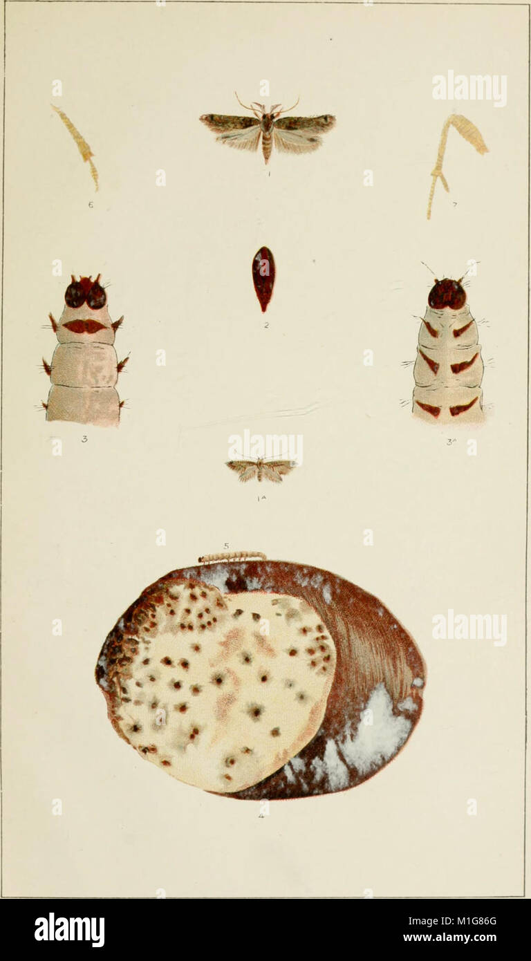 *A Handbook of the Destructive Insects of Victoria* (1891) provides ...