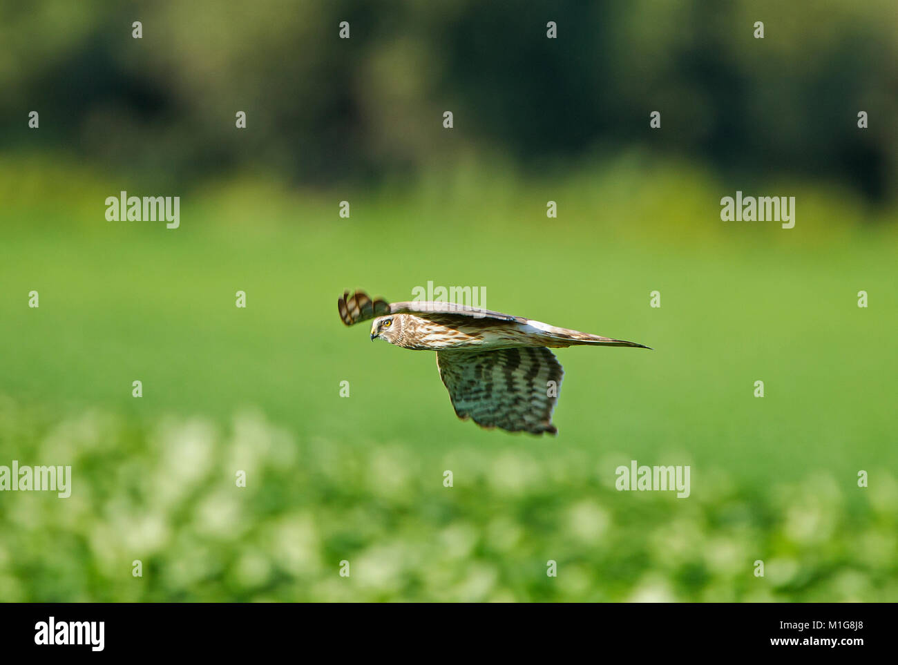 Female hen harrier uk hi-res stock photography and images - Alamy