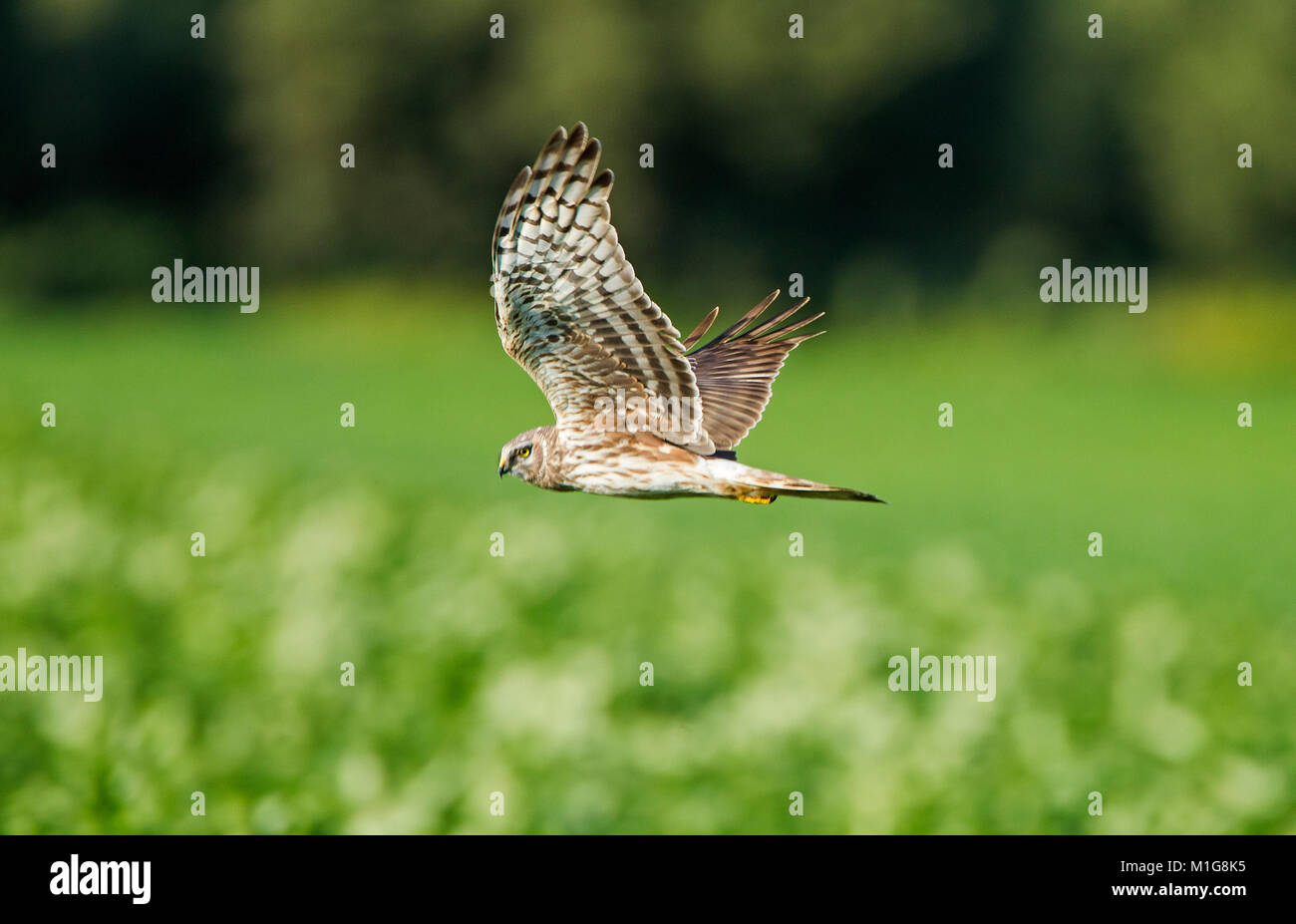 Female hen harrier uk hi-res stock photography and images - Alamy