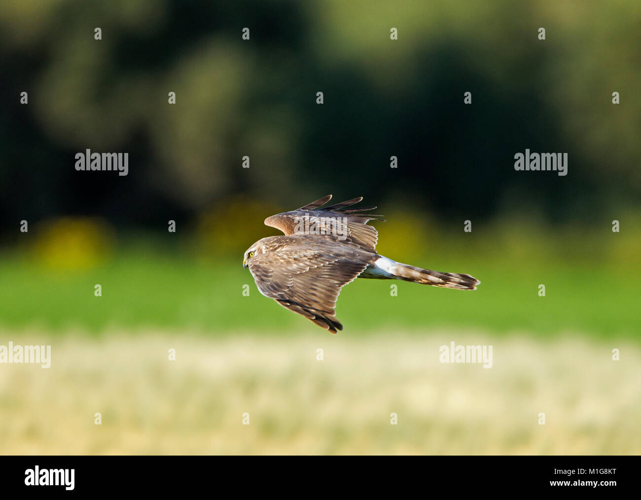 Hen harrier uk hi-res stock photography and images - Alamy