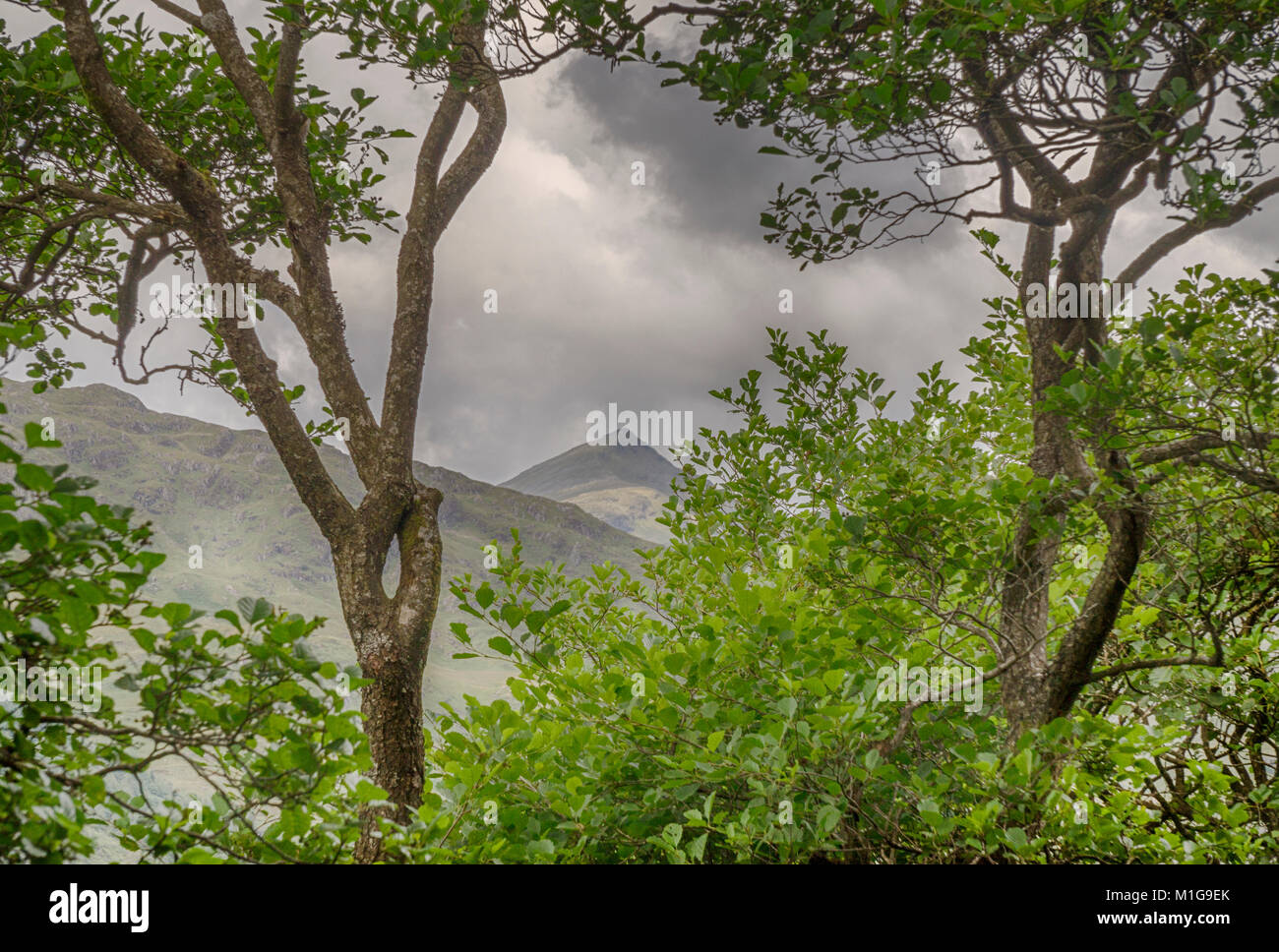 Ben Lui peers through the trees on the West Highland Way, just north of Loch Lomond, in Argyll, Scotland. Stock Photo