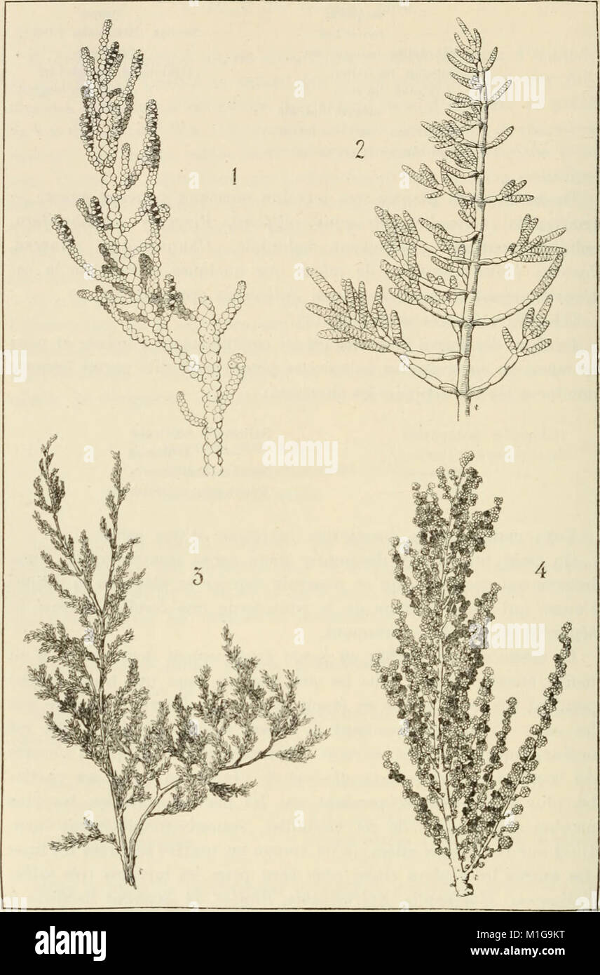 Anales del Museo Nacional de Historia Natural de Buenos Aires (1911