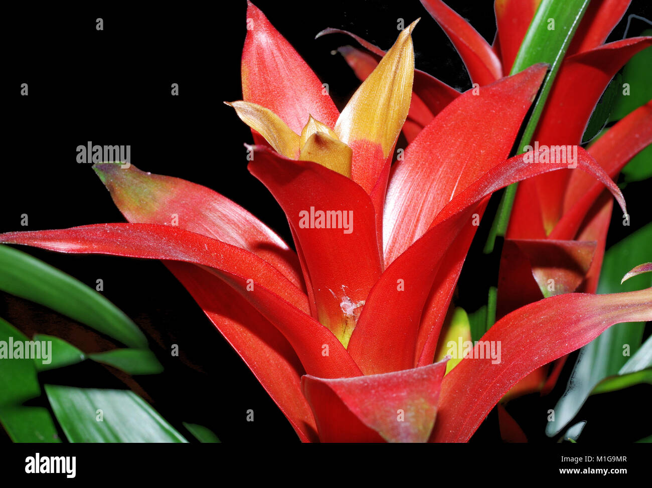 Bromelia flower close-up Stock Photo