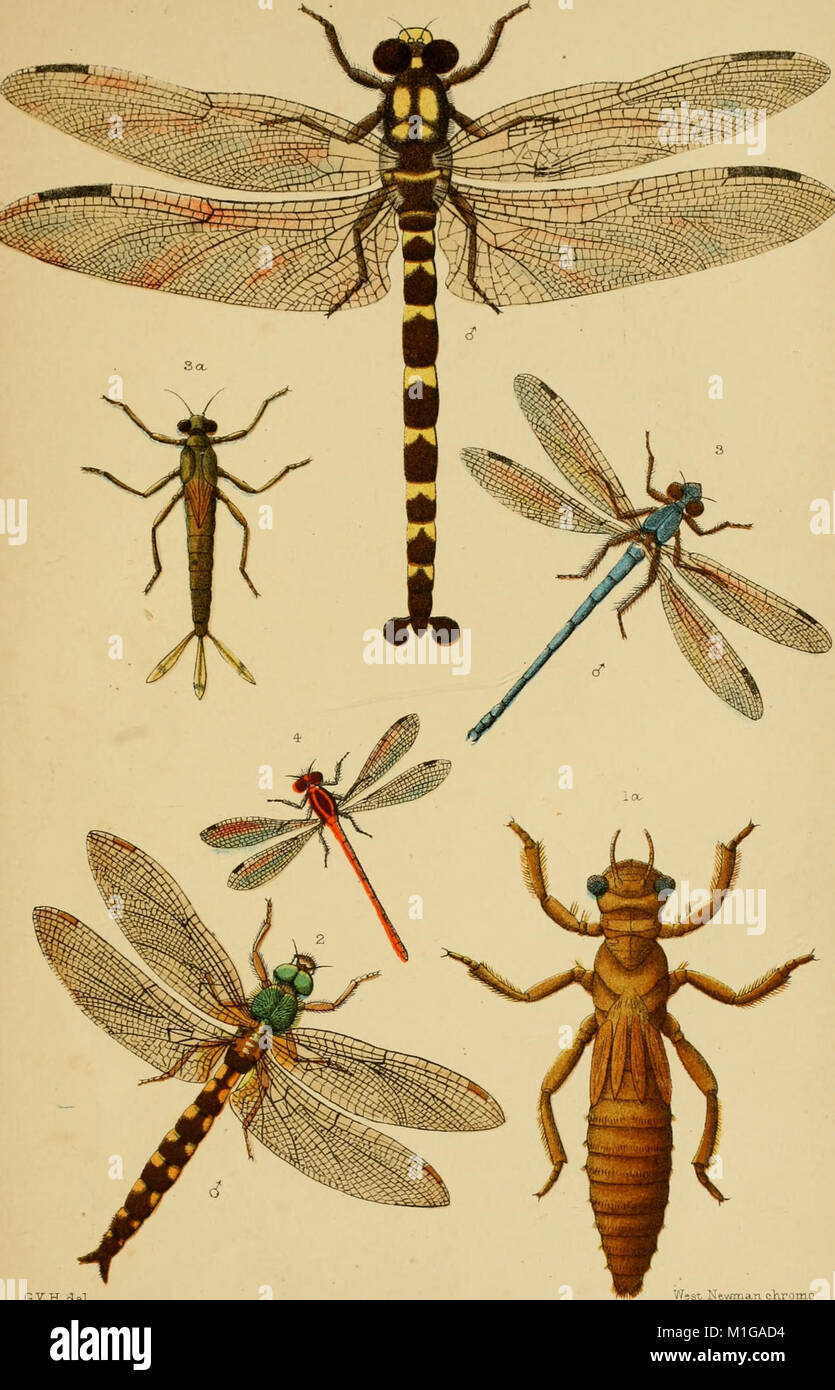 Nz Insect Identification This 1892 manual serves as an introduction to New Zealand entomology ...