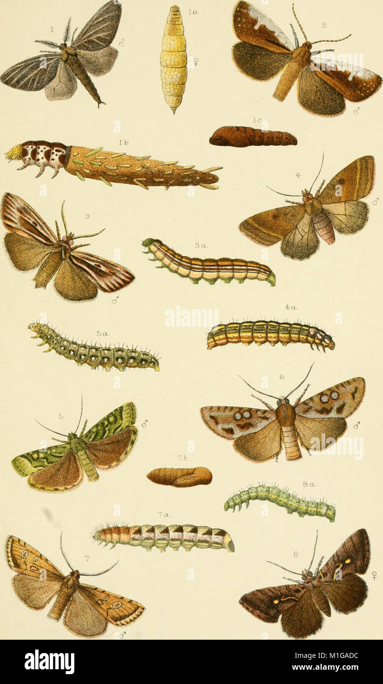 Nz Insect Identification 1892 new zealand hi-res stock photography and images - Alamy