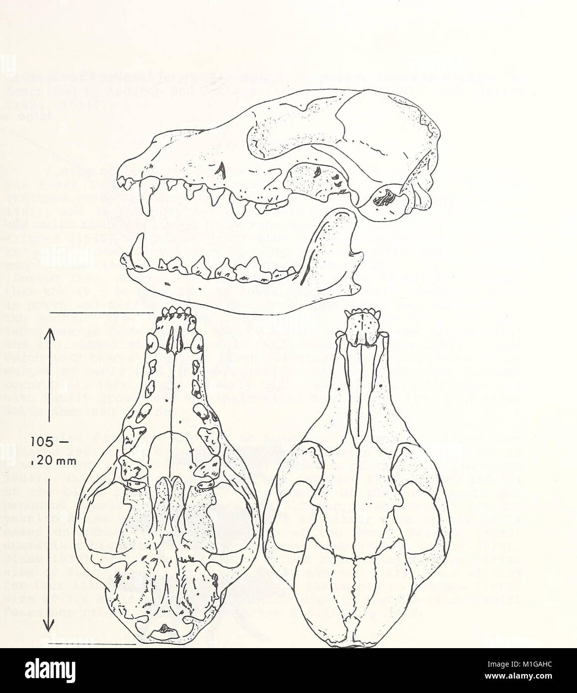 An ecological and taxonomic review of the swift fox (Vulpes velox) with ...