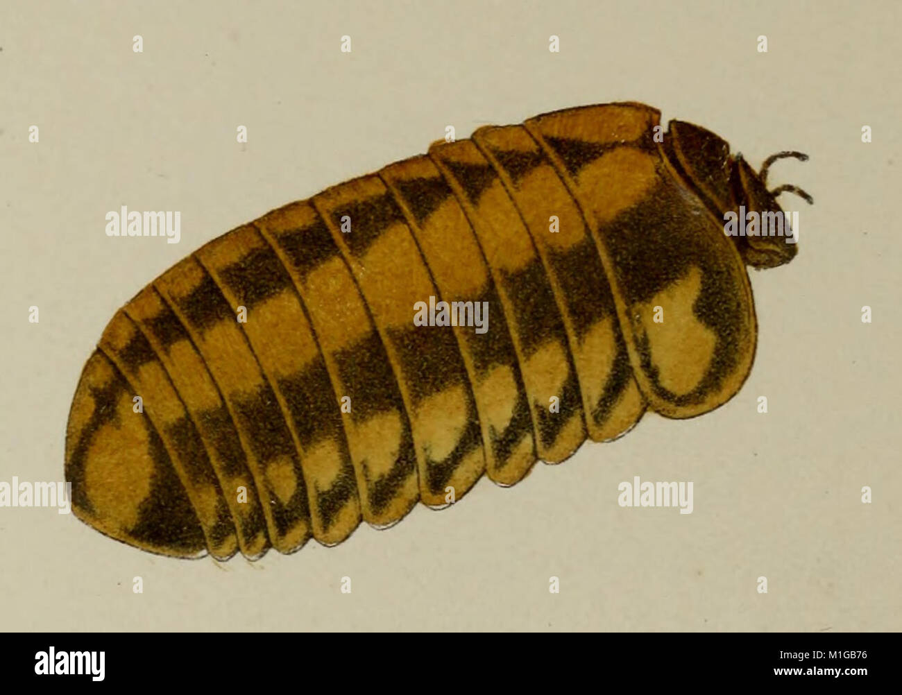 Acari, Myriopoda et Scorpiones hucusque in Italia reperta (1892) (16147234864) (Glomeris connexa) Stock Photo