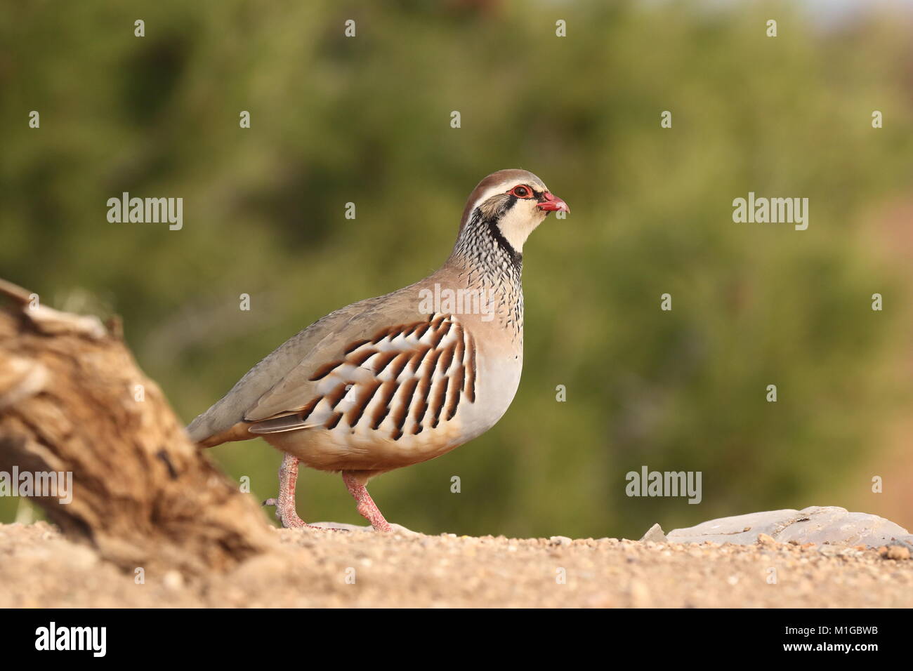 red legged partridge Stock Photo - Alamy