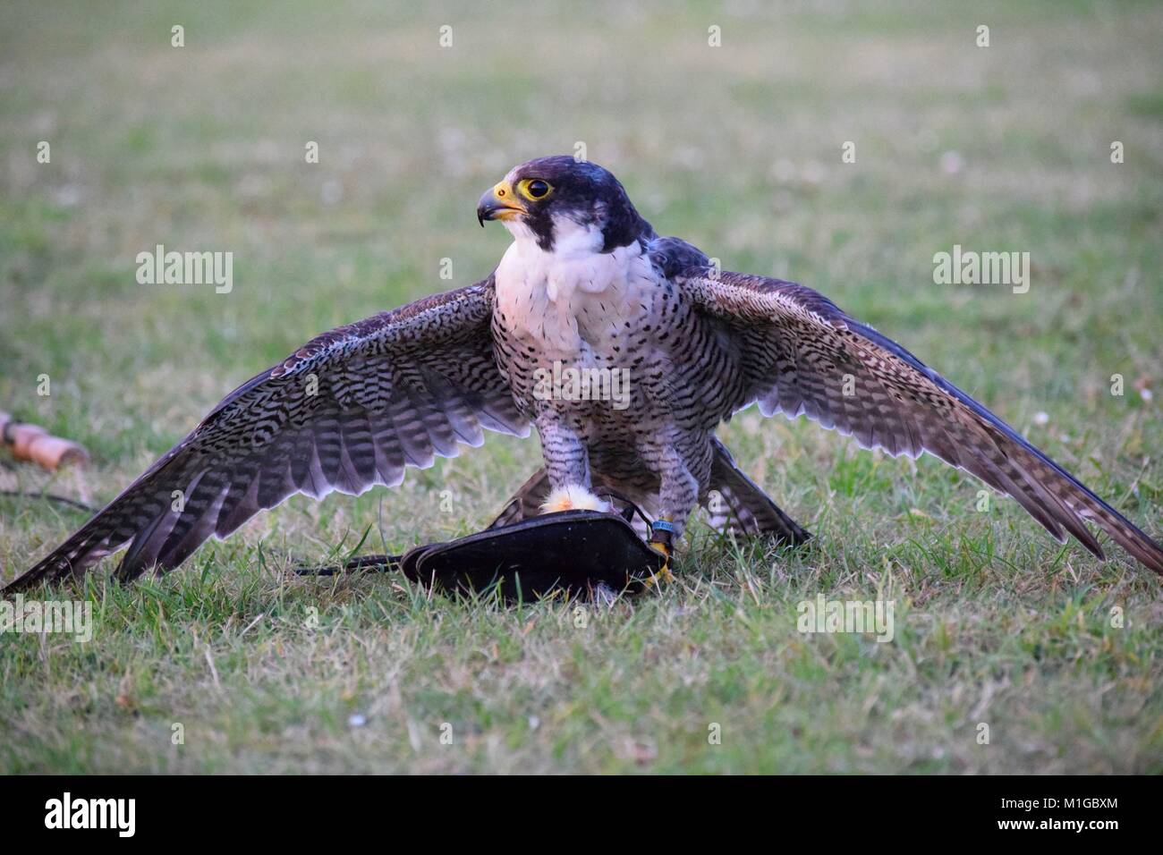 Peregrine falcon lure hi-res stock photography and images - Alamy