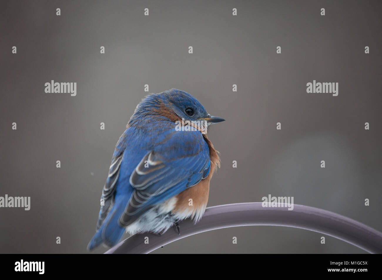 eastern bluebird in winter in ohio Stock Photo Alamy