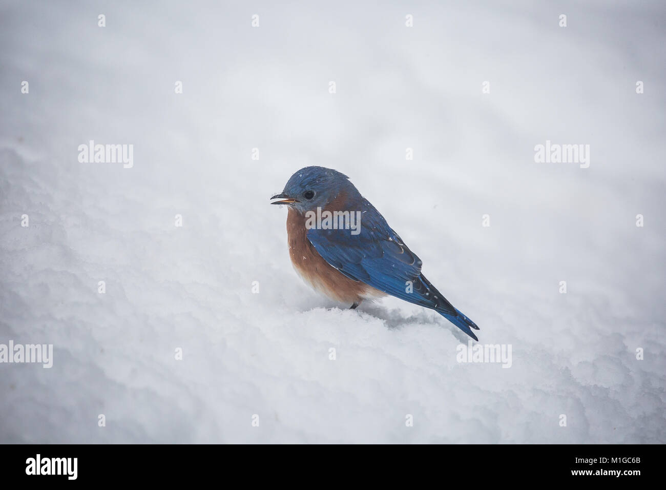 eastern bluebird in winter in ohio Stock Photo - Alamy