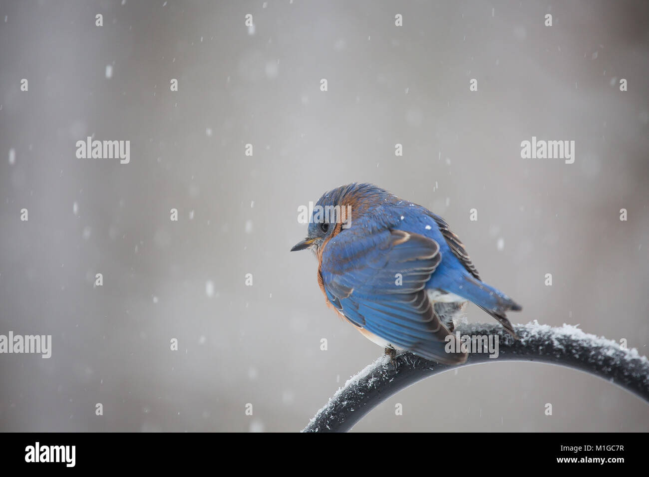 eastern bluebird in winter in ohio Stock Photo