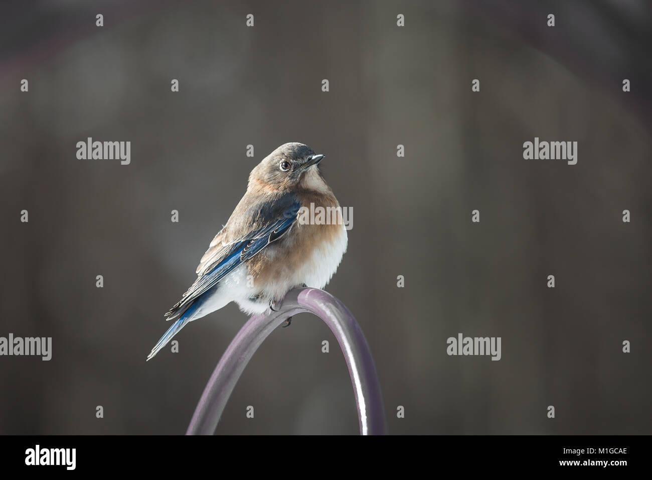 eastern bluebird in winter in ohio Stock Photo Alamy