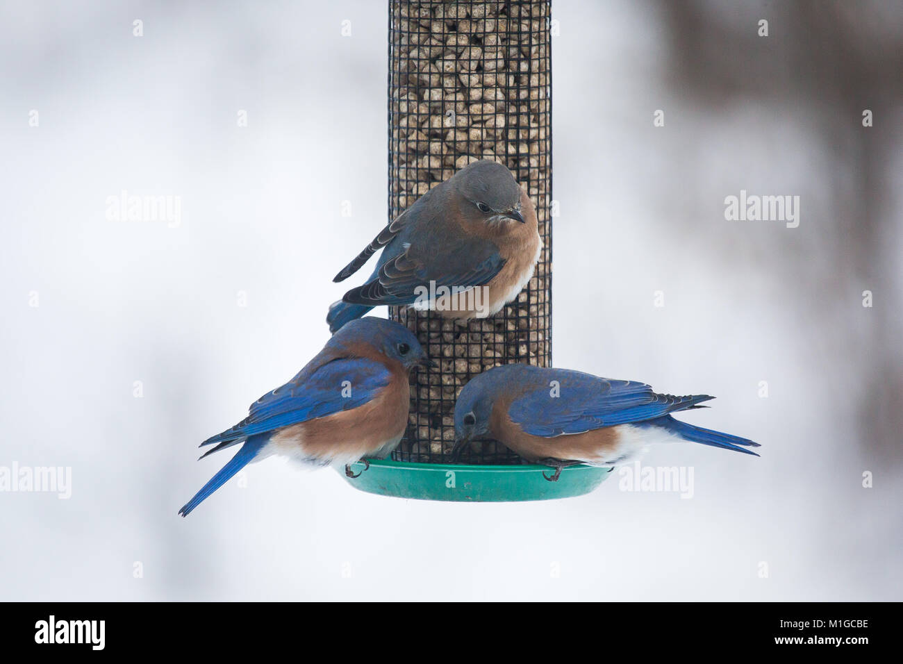 eastern bluebird in winter in ohio Stock Photo Alamy