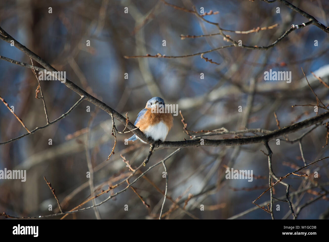 eastern bluebird in winter in ohio Stock Photo Alamy
