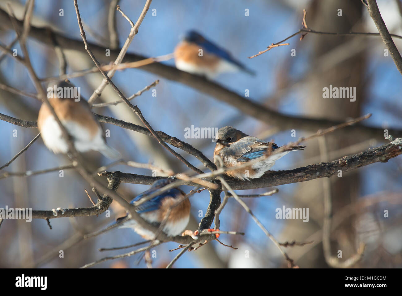 eastern bluebird in winter in ohio Stock Photo