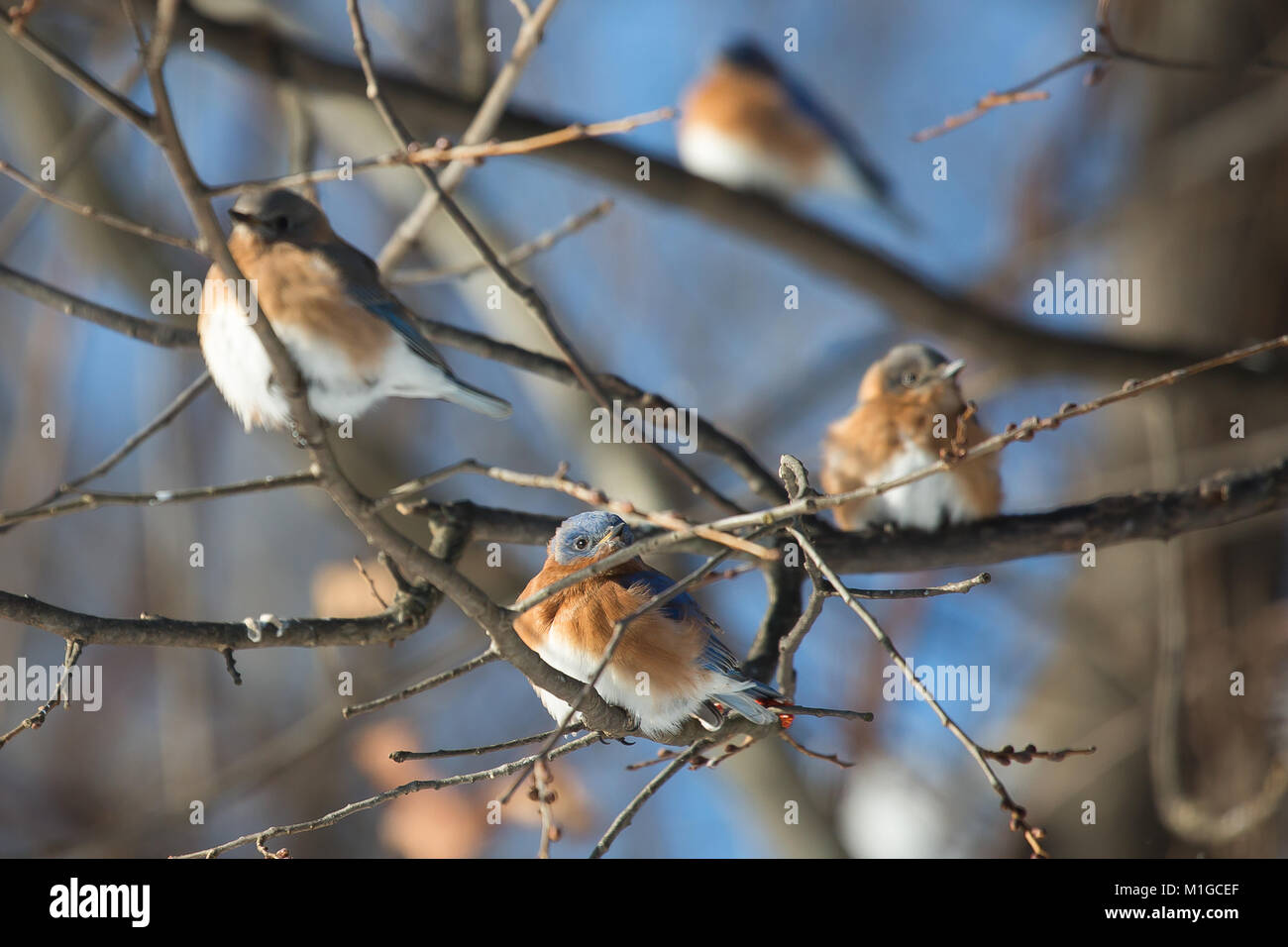 eastern bluebird in winter in ohio Stock Photo Alamy
