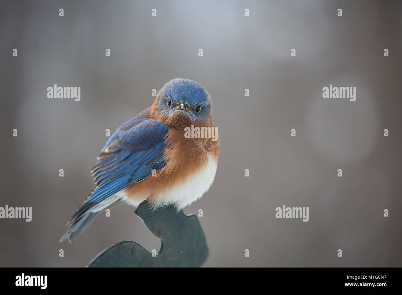 eastern bluebird in winter in ohio Stock Photo Alamy