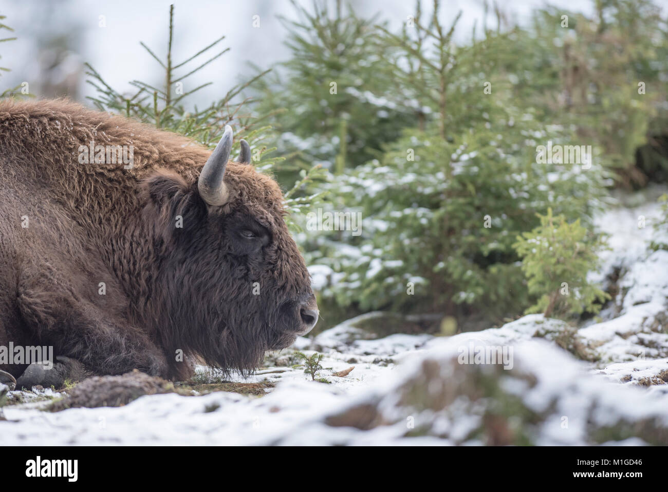 European Bison Back View European bison. Bison bonasus Stock Photo - Alamy