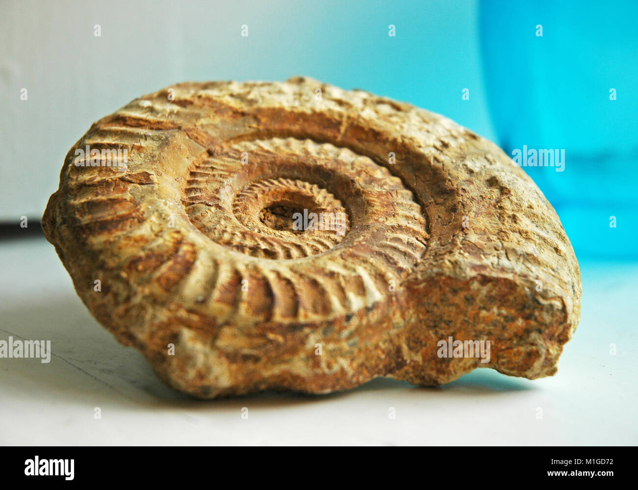 Ammonite Fossil on a white and aqua blue background Stock Photo