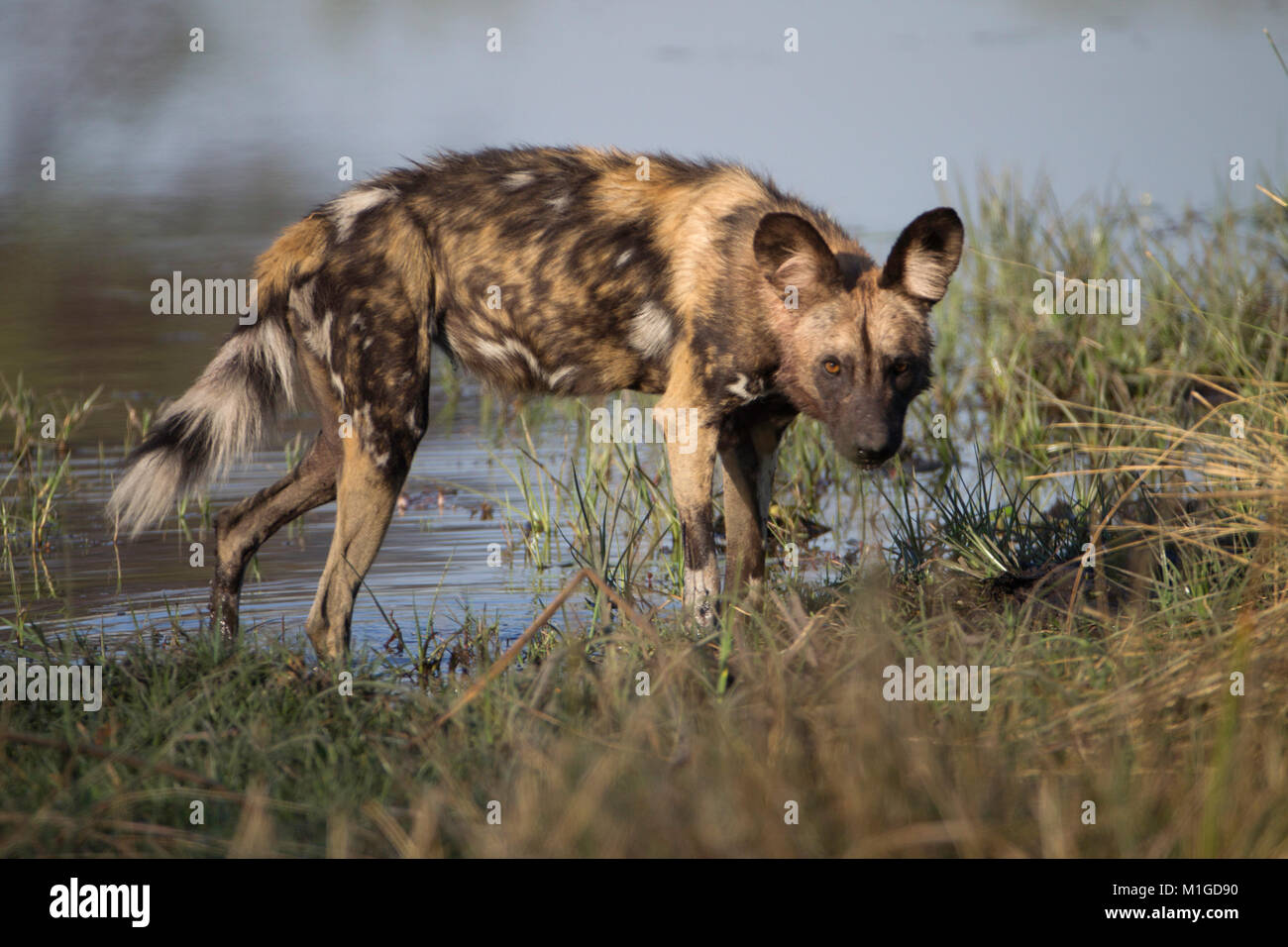 African wild dog looks up hi-res stock photography and images - Alamy