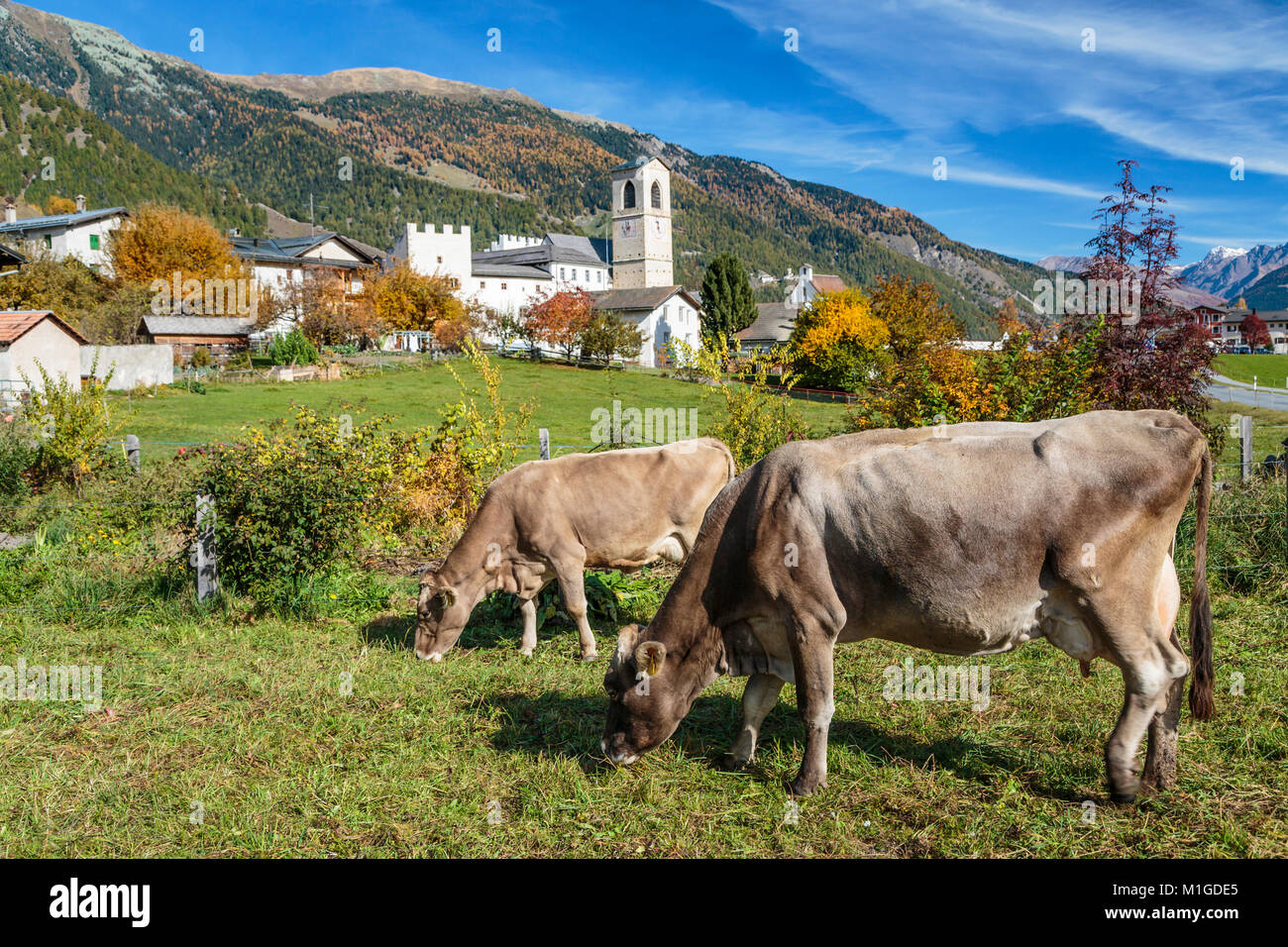 Cows grazing near Müstair, a village in the Val Müstair municipality in the district of Inn in the Swiss canton of Graubünden,Switzerland, Europe. Stock Photo