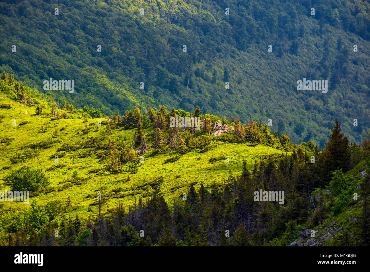forested hill of mountain ridge. beautiful summer scenery Stock Photo