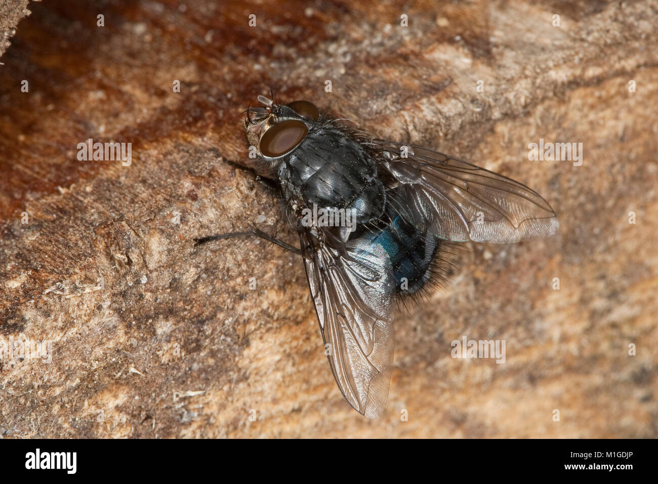 Schmeissfliege, Schmeißfliege, Calliphora cf. loewi, blowfly, bluebottles, bluebottle, Schmeißfliegen, Calliphoridae, blowflies Stock Photo
