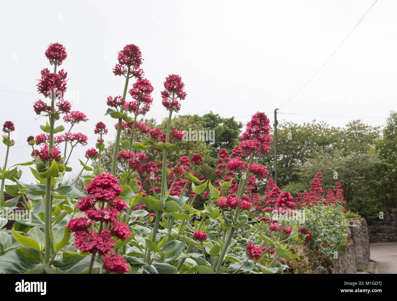 Flowers growing out of a stone wall against trees and a white sky Stock ...