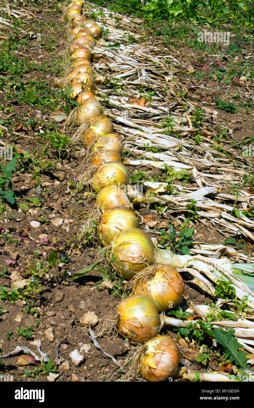 Rows of allotment grown onions drying in the sun Stock Photo