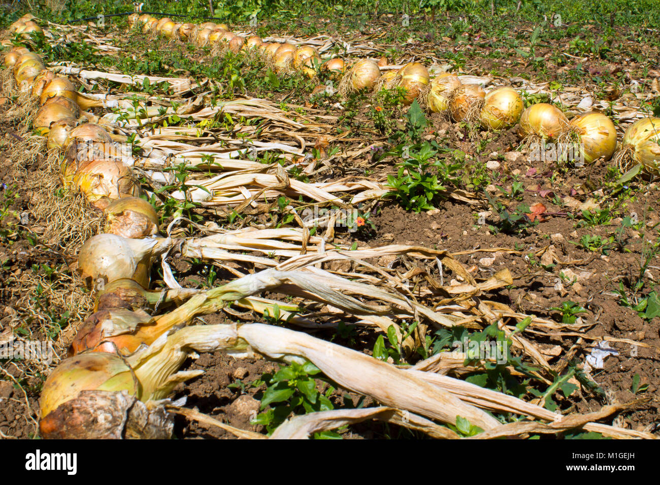 Rows of allotment grown onions drying in the sun Stock Photo