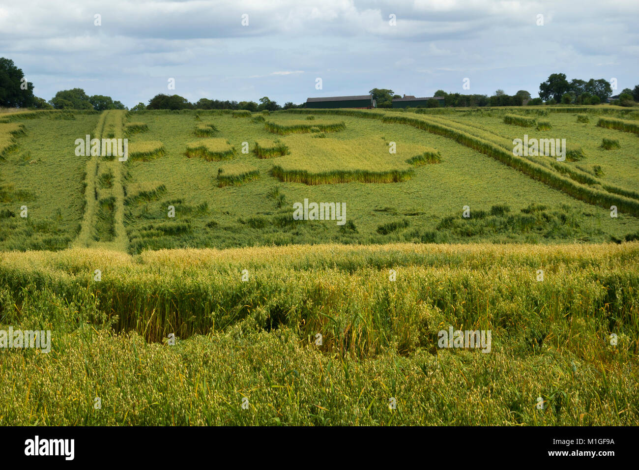 Strange geometric shapes formed by overnight rain storm damage to crops in fields in Gloucestershire, UK Stock Photo