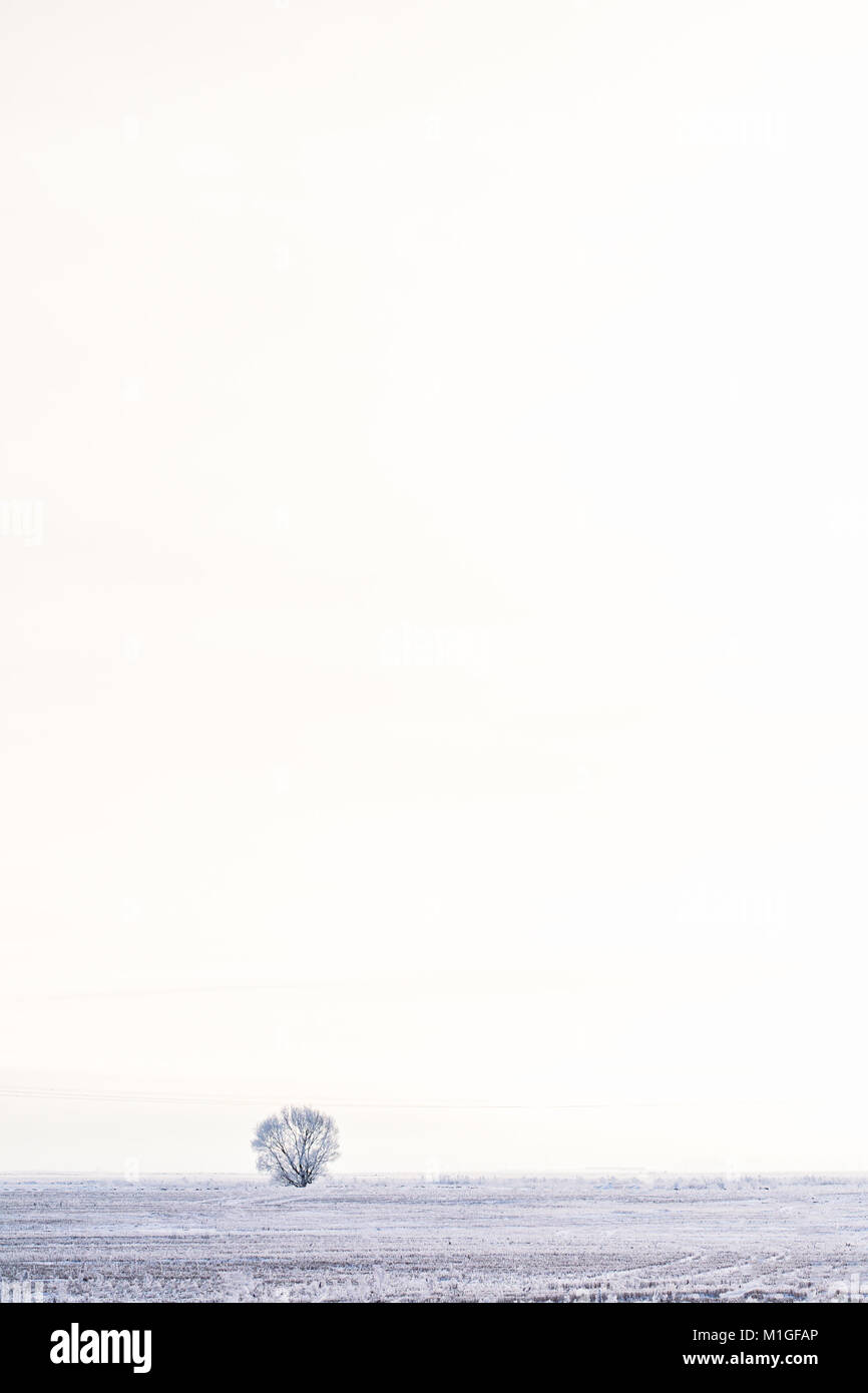 Beautiful landscape with a lone tree in a snowy field on a light ...