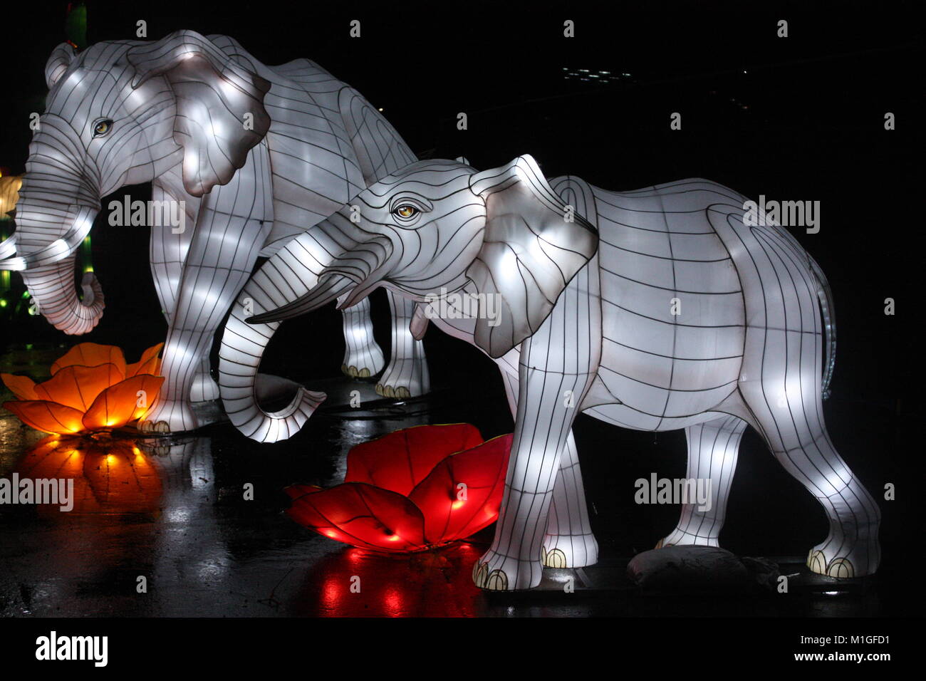 Elephants at the Chinese Lantern Festival in Vancouver Stock Photo Alamy