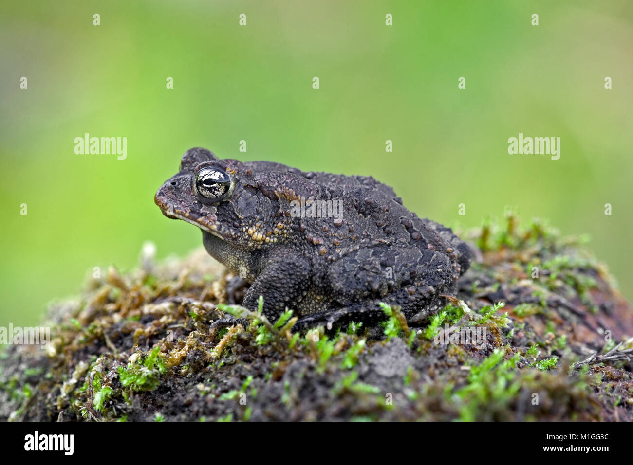 Southern Toad along the edge of the Alabama River swamp.  BUFONIDAE Bufo terrestris. Purdue Hill. Southwest Alabama.  Kingdom: Animalia Phylum: Chorda Stock Photo
