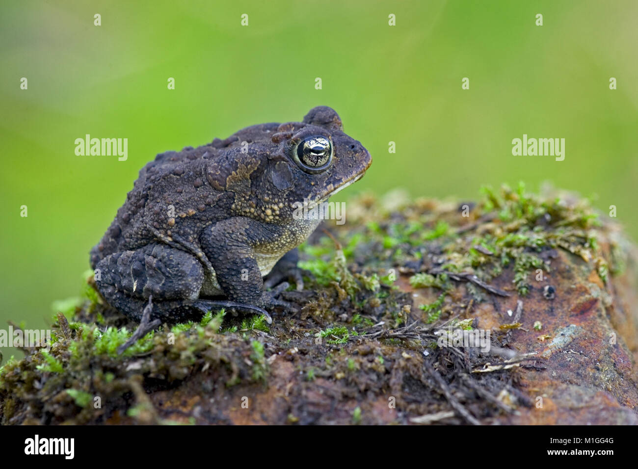 Southern Toad along the edge of the Alabama River swamp.  BUFONIDAE Bufo terrestris. Purdue Hill. Southwest Alabama.  Kingdom: Animalia Phylum: Chorda Stock Photo