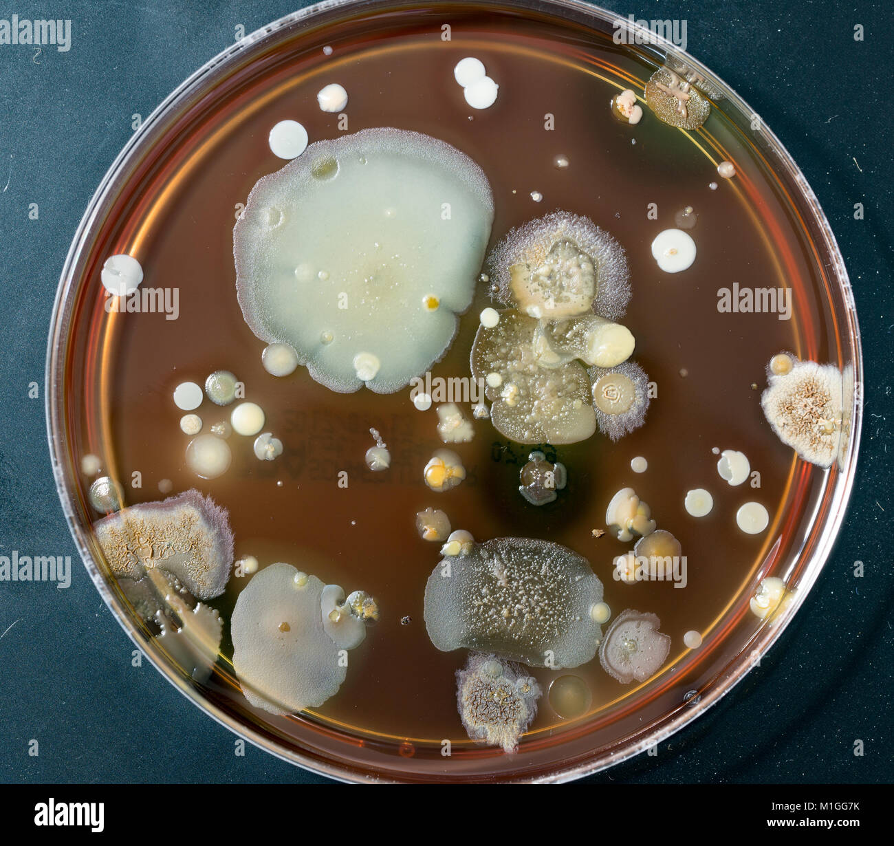 A petri dish with colonies of microorganisms for bacteriological ...