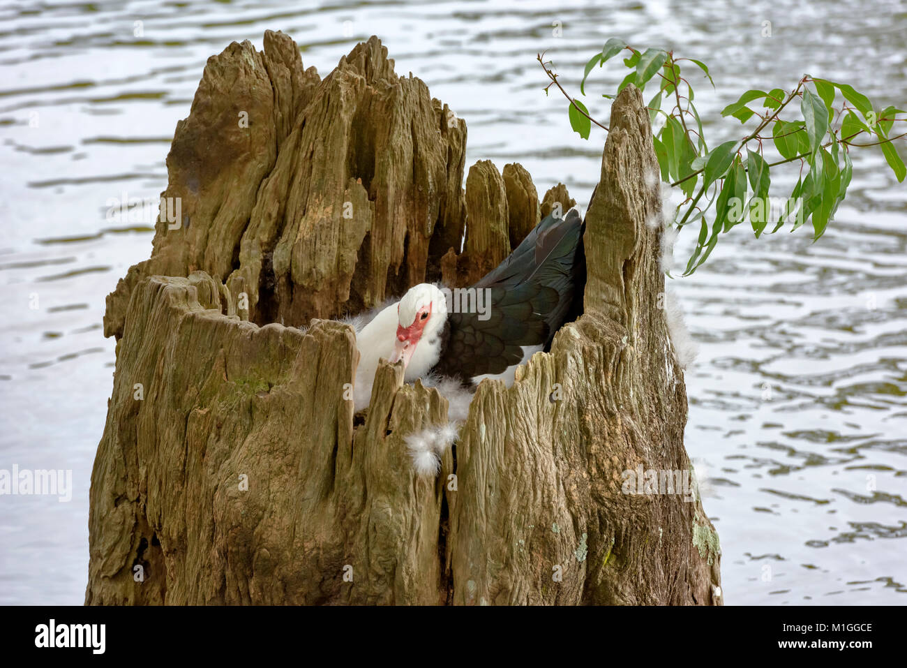 Duck egg hatching hires stock photography and images Alamy
