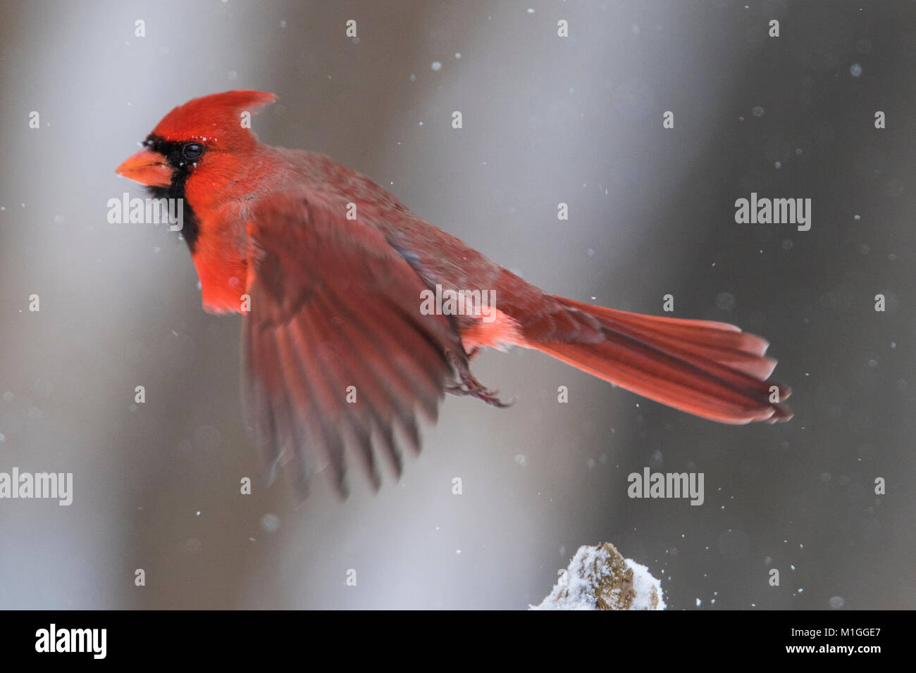 northern cardinal in winter Stock Photo