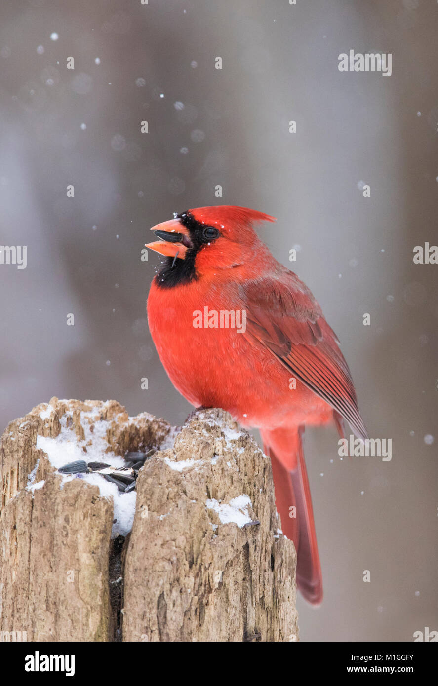 northern cardinal in winter Stock Photo