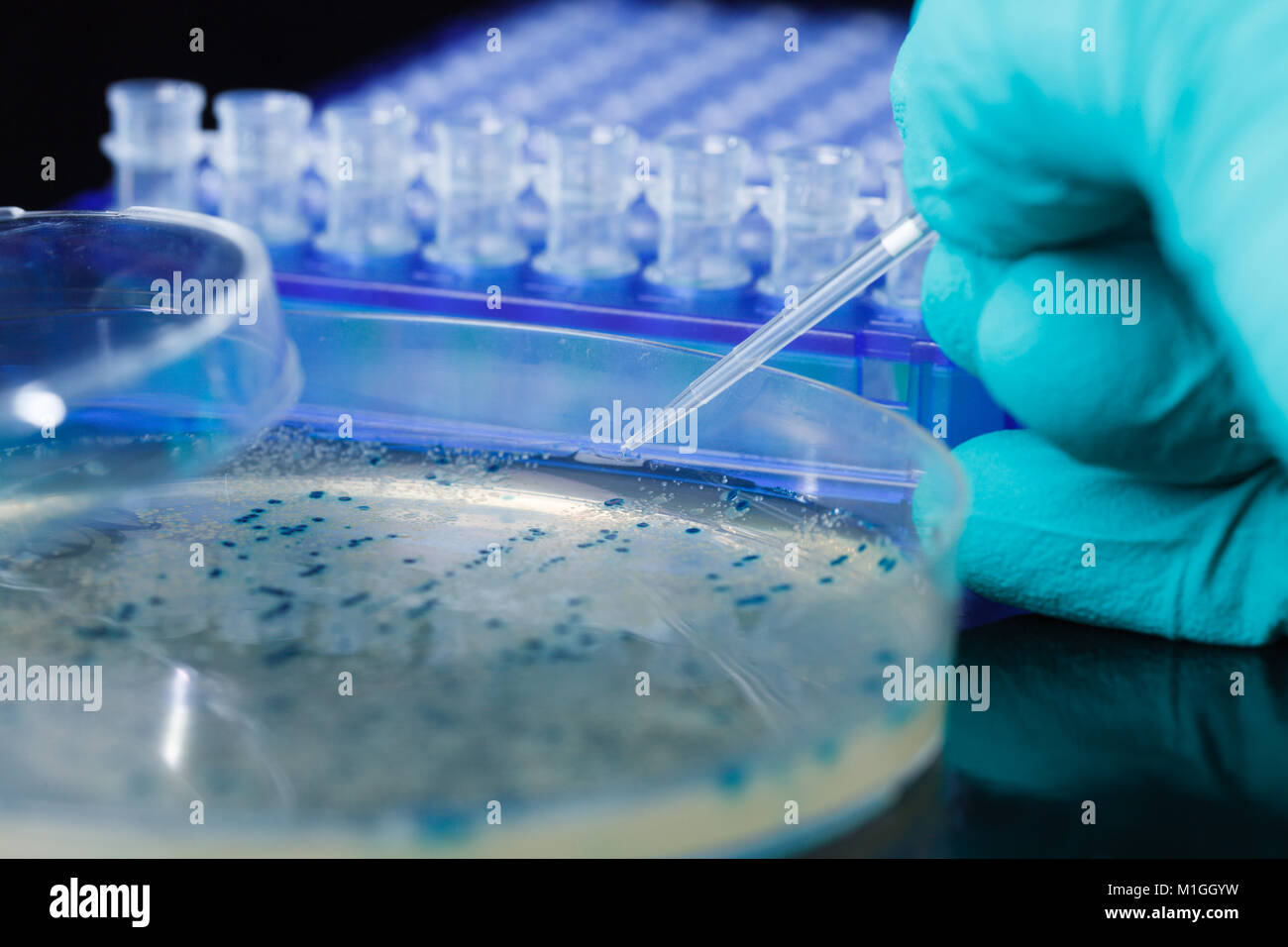 Scientist hand picks up bacterial colonies for cloning of transgenic vector into plasmid DNA Stock Photo