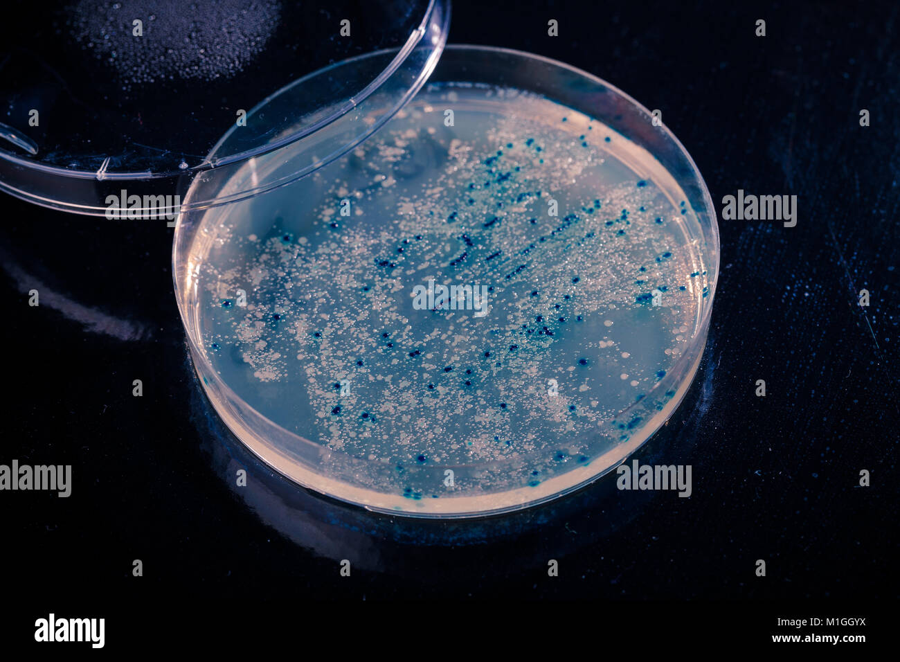 colonies in petri dish for cloning of transgenic vector into plasmid DNA Stock Photo
