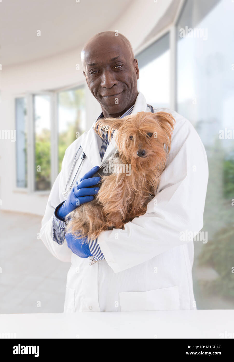 portrait of a happy veterinarian and Yorkshire terrier in luxery pet hospital background Stock Photo