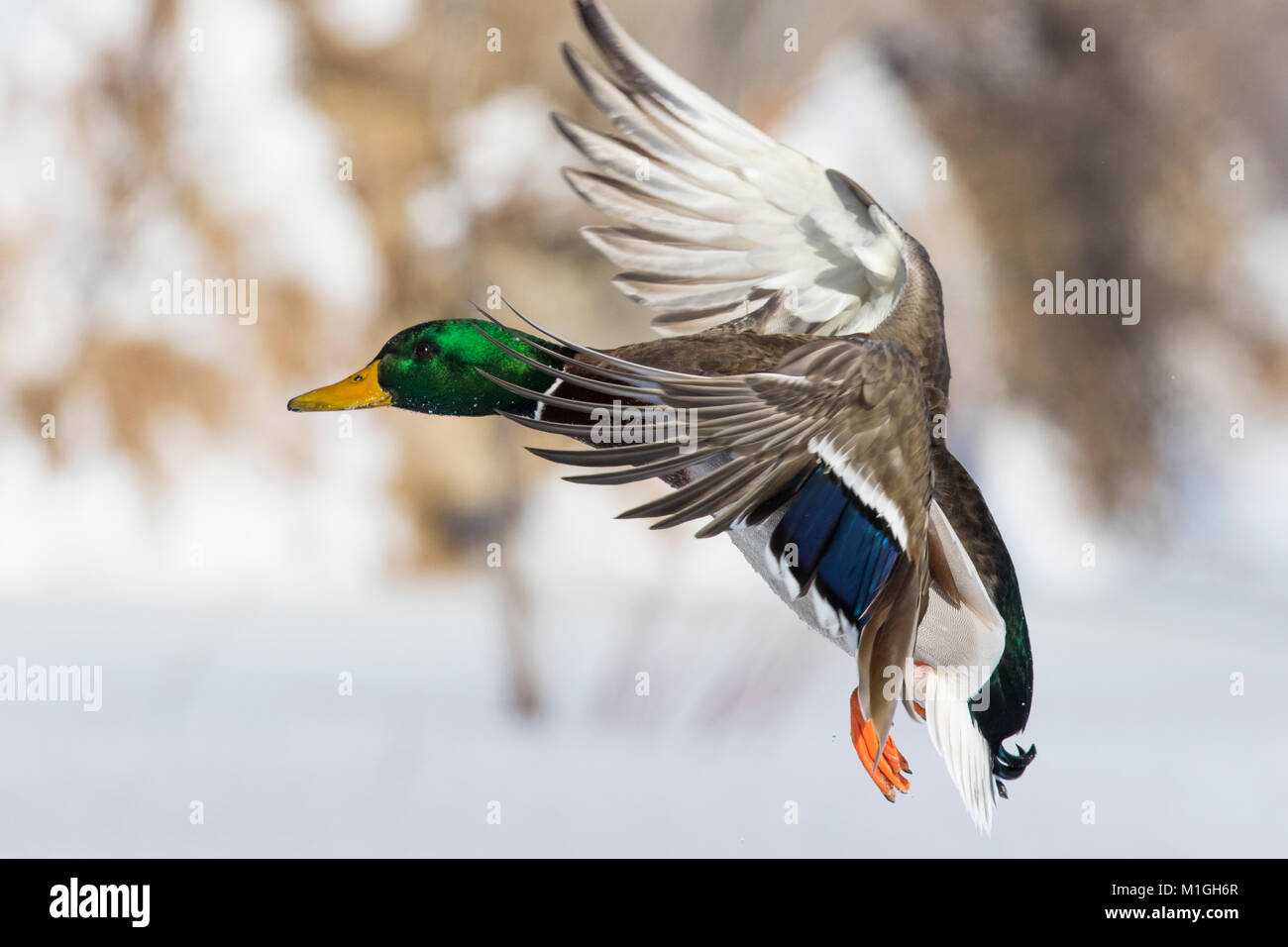 Mallard Drake Landing Stock Photos Mallard Drake Landing Stock