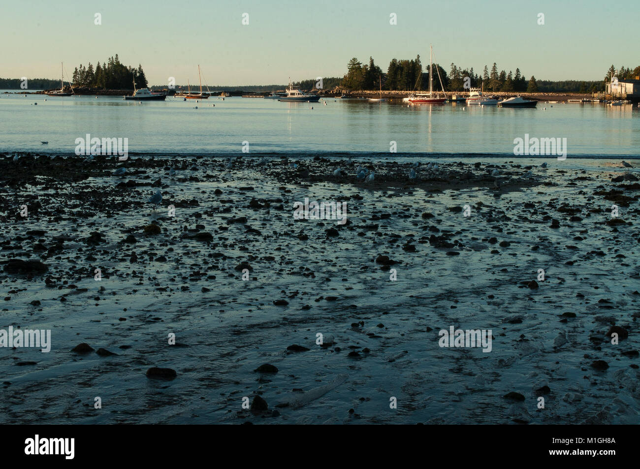 Seal cove hires stock photography and images Alamy